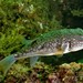 Fine-Patterned Puffer - Photo (c) Ryan Yue Wah Chan, some rights reserved (CC BY-NC), uploaded by Ryan Yue Wah Chan