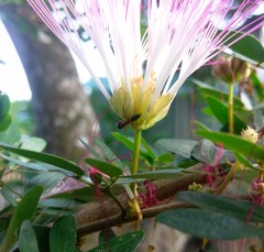 Anochetus