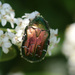 European Rose Chafer - Photo (c) Martin Grimm, some rights reserved (CC BY-NC), uploaded by Martin Grimm