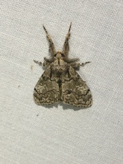 Dasychira obliquata