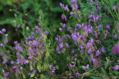 Polygala nicaeensis