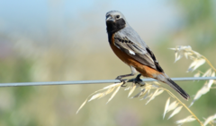 Sporophila ruficollis