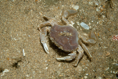 Polybius holsatus