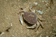 Liocarcinus holsatus