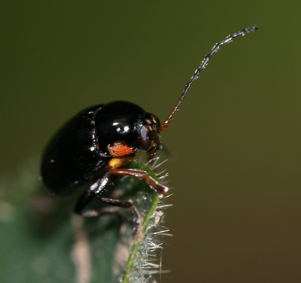 Cryptocephalus nitidus