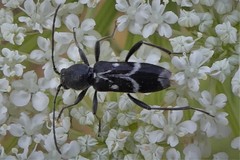 Chlorophorus sartor