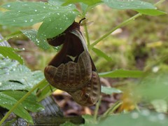 Callosamia angulifera