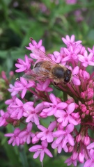 Apis mellifera