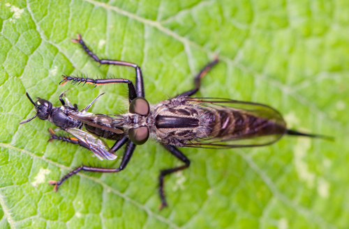Northeastern Hammertail