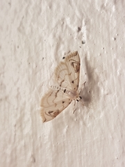 Neurophyseta