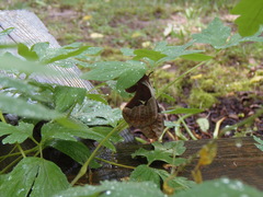 Callosamia angulifera