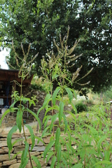Aloysia citrodora