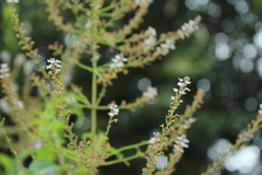 Aloysia citrodora