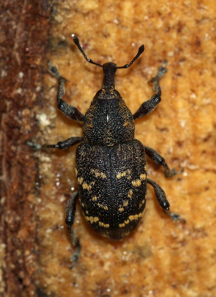 Large Pine Weevil