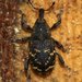 Large Pine Weevil - Photo (c) portioid, some rights reserved (CC BY-SA), uploaded by portioid