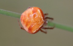 Araneus triguttatus