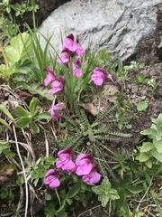 Pedicularis kerneri