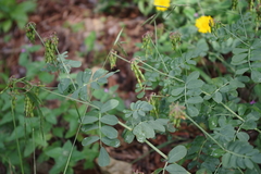 Coronilla coronata