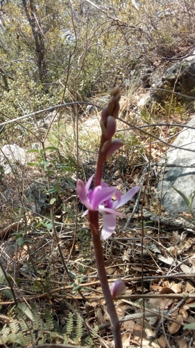 Image of Bletia mexicana by (c) Leticia Jiménez Hernández, some rights reserved (CC BY-SA)