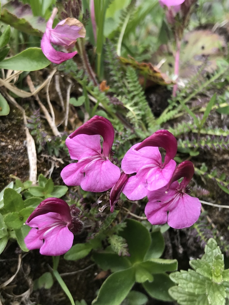 Kerner's lousewort