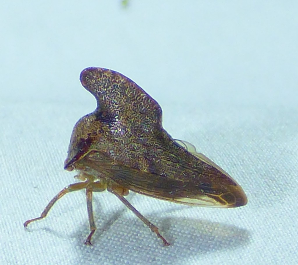 Telamona projecta