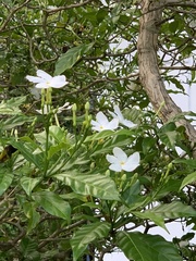 Magnoliopsida