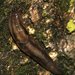 Tree Slug - Photo (c) portioid, some rights reserved (CC BY-SA), uploaded by portioid