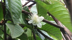 Psidium guajava
