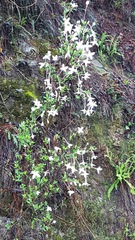 Bouvardia longiflora