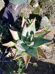 Aloe distans