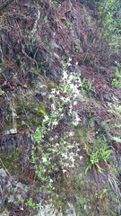 Bouvardia longiflora