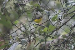 Myioborus melanocephalus
