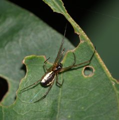 Neriene peltata
