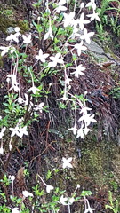Bouvardia longiflora