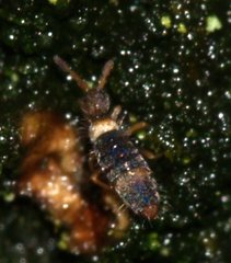 Entomobrya albocincta