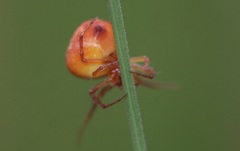 Araneus triguttatus