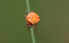 Araneus triguttatus