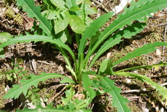 Carduus defloratus