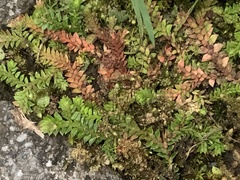 Selaginella helvetica pseudonipponica