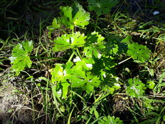 Ranunculus apiifolius