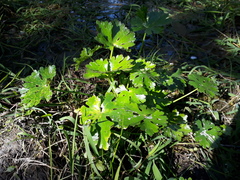 Ranunculus apiifolius