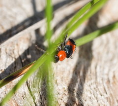 Dicranolaius bellulus