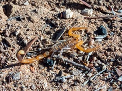 Uroplectes planimanus