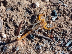 Uroplectes planimanus