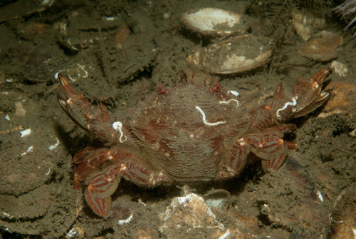 Polybius corrugatus