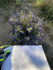 Echium vulgare