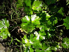 Ranunculus apiifolius
