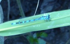 Coenagrion ornatum