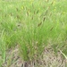 Carex scirpoidea - Photo 由 Samuel Brinker 所上傳的 (c) Samuel Brinker，保留部份權利CC BY-NC