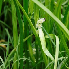 Sparganium glomeratum